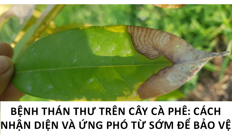Môi trường trồng cây thông thoáng, khô ráo giúp phòng ngừa bệnh thán thư hiệu quả