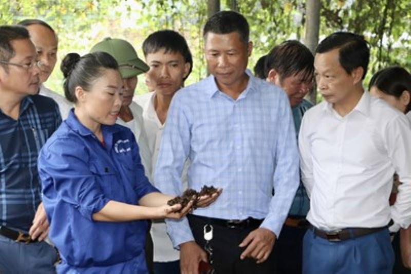 Phân trùn quế thành phẩm màu mỡ vàng đen sẵn sàng sử dụng