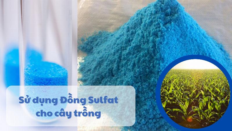 Phòng ngừa sâu bệnh hại cho cây dâu tây leo bằng các biện pháp tự nhiên và vệ sinh vườn