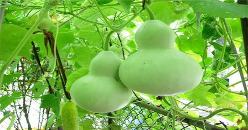 Quả bầu hồ lô già có hình dáng độc đáo, sẵn sàng thu hoạch hoặc làm cảnh