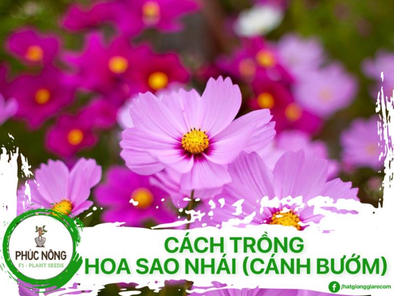 Hinh anh minh hoa cac giai doan phat trien cua cay hoa sao nhai tu hat den khi co nu
