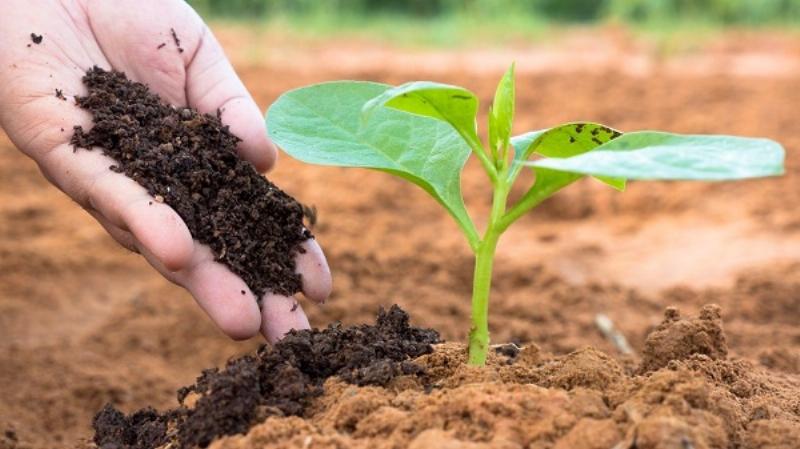 Quá trình chuẩn bị nguyên liệu phân bò, rơm rạ, và lá khô để ủ hoai làm phân bón hữu cơ cho vườn nhà