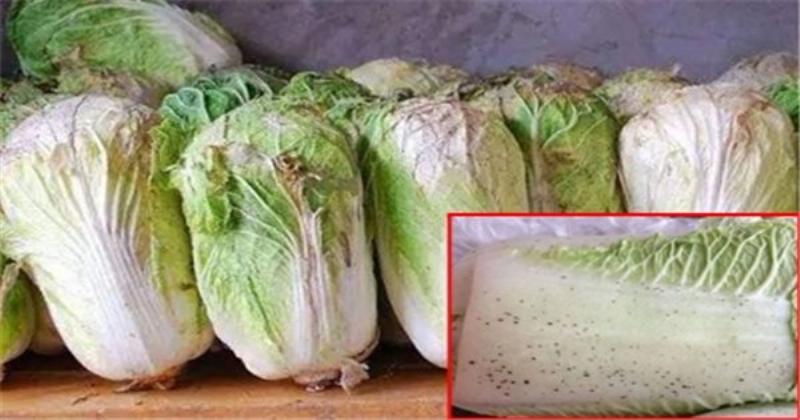 Một số loại sâu bệnh phổ biến trên lá rau mùa đông như sâu tơ nhỏ hoặc rệp bám trên mặt dưới lá xanh
