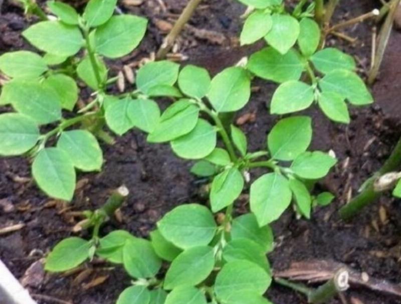 Sử dụng phân bò ủ hoai mục để bón lót và bón thúc cho luống rau tại nhà, giúp cây phát triển xanh tốt