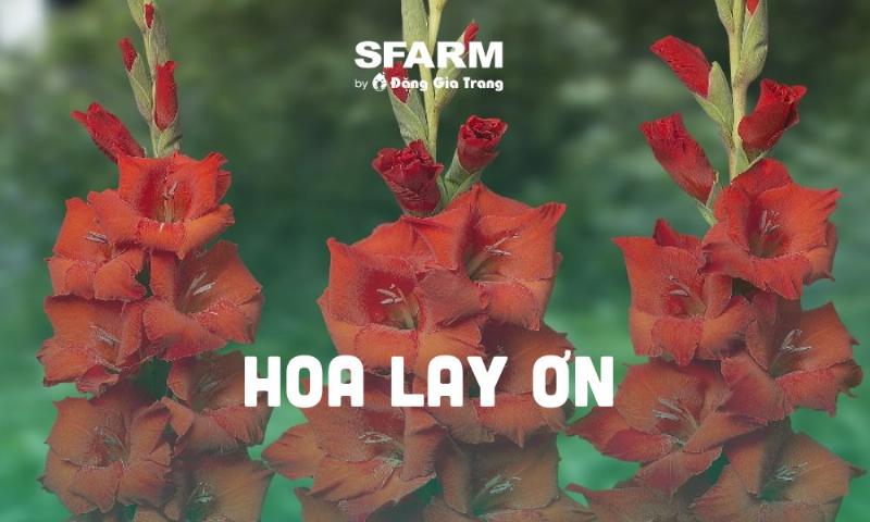 Thu hoạch và bảo quản củ hoa lay ơn (hoa lan nam phi) sau khi hoa tàn