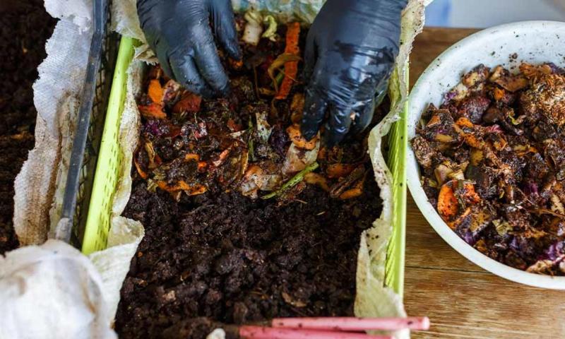 Quy trình thu hoạch phân trùn quế thành phẩm sau khi áp dụng kỹ thuật nuôi trùn quế tại trang trại
