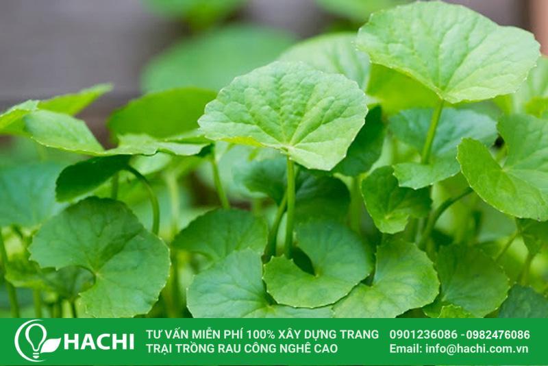 Thu hoạch rau má tươi xanh sau khi áp dụng cách trồng rau má thành công
