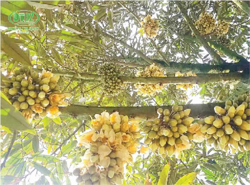 Kỹ thuật thụ phấn bổ sung giúp tăng tỷ lệ đậu trái và chất lượng sầu riêng.