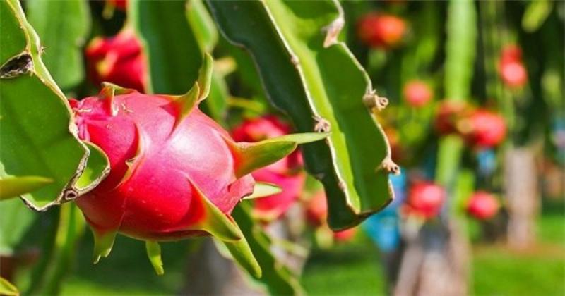 Minh họa cách tưới nước đúng kỹ thuật cho cây lan long tu