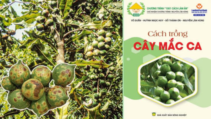 Hình ảnh một vườn mắc ca trưởng thành, tán cây đã khép, sai trĩu quả, minh họa tầm quan trọng của khoảng cách trồng cây mắc ca phù hợp cho năng suất cao.