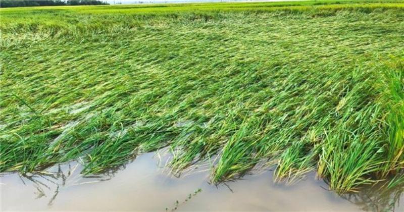 Hình ảnh vườn rau muống xanh tốt, không có dấu hiệu bị sâu bệnh hại