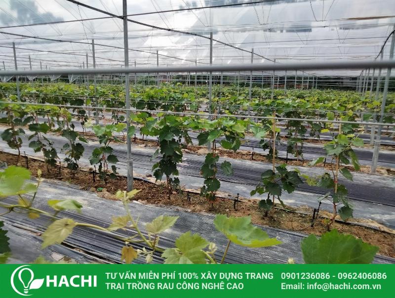 Hình ảnh một vườn sầu riêng nhỏ khoảng 1000m2 đang phát triển tốt